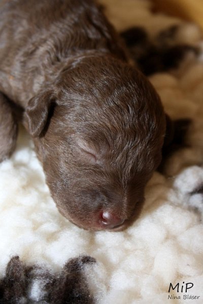 2011-05-07 Puppies Candy & Svet (42).jpg